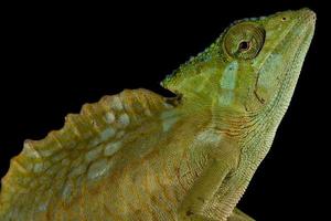 Crested chameleon     Trioceros cristatus