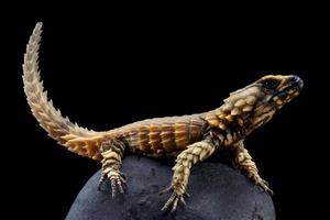 Armadillo girdled lizard   Ouroborus cataphractus photo