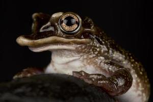 yucatán, la rana arborícola con cabeza de casque, triprion petasatus