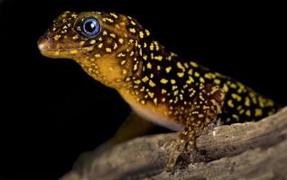 el gecko anulado gonatodes annularis
