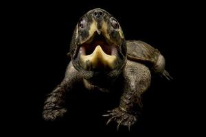 Big headed turtle      Platysternon megacephalum photo