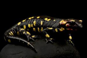 Portugese fire salamander  Salamandra salamandra gallaica photo