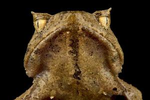 Perak horned frog   Xenophrys aceras photo