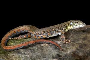 cocodrilo tegu crocodilurus amazonicus foto