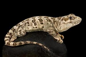 Six banded Patagonian lizard   Diplolaemus sexcinctus photo