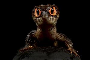 Eslizón de cocodrilo de ojos rojos tribolonotus gracilis foto