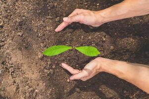 World Environment Day,  Planting trees and love the environment, love nature. photo