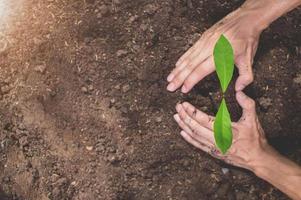 World Environment Day,  Planting trees and love the environment, love nature. photo