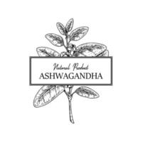 Hand drawn Ashwagandha design isolated on white background. Vector illustration in sketch style.