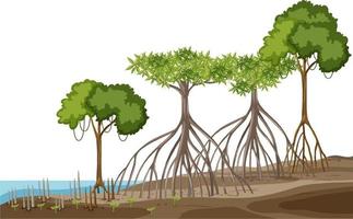 Structure of mangrove forest on white background vector