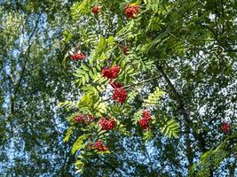 mirando hacia las bayas de serbal y las hojas en un bosque foto