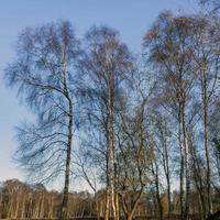 Silver birch trees in winter with a blue sky photo