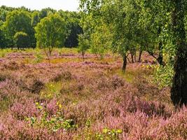 Heather flowering at Skipwith Common North Yorkshire England photo