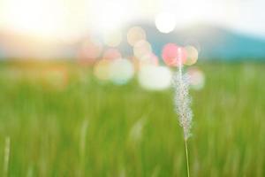 Selective focus close up on flower grass with blurred rice farm and mountain in the background photo