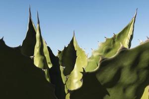 Succulent with blue sky photo