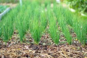 Close up rows of scallions growing in the organic farm in the backyard of a house. photo