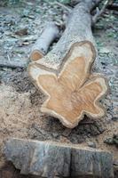 Close up view of aged ring on a wooden stump after being cut down with sawdust on the ground photo