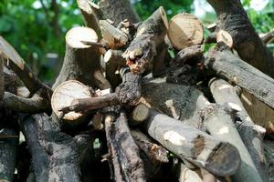Abstract background and texture of firewood after deforestation in the winter photo