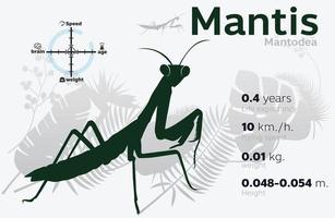 Ilustración de información de mantis presa en un vector de fondo 10