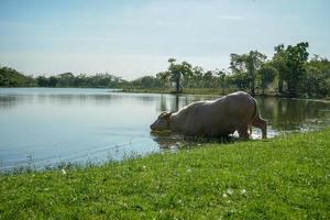 White buffalo playing in the lake. Buffalo swimming in a natural pool. photo