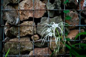 Blossomed white flower with blurred stone wall in background photo