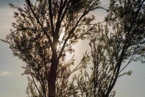 Slihouette of tree and leaves with glowing sunshine in background photo