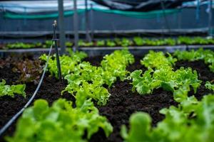 Primer plano poco vegetal orgánico cultivado en la bandeja de vivero en la granja con grupo de verduras borrosa en segundo plano. foto