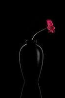 Pink flower in a black vase on black photo
