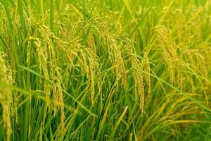 Closeup ear of paddy, jasmine rice, in the field photo
