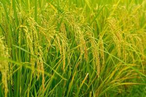 Primer plano de la oreja de arroz, arroz jazmín, en el campo foto