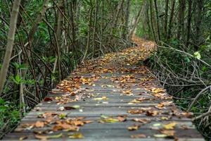 Selective focus picture of many dried leaves on the wooden walkway in the mangrove forest photo