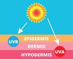 Skin compare and Protect both UVA and UVB vector