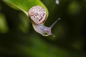 Slug eating lettuce leaf photo