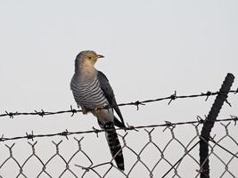 Common cuckoo on a fence photo