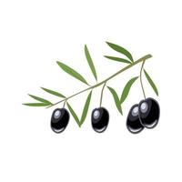 Branch with black olives vector