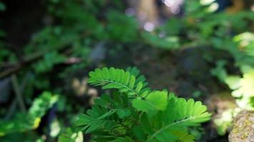 hojas verdes en un pequeño arroyo en el bosque video
