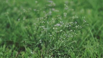 kleine bloem in de wei waait door de wind in zomerdag video