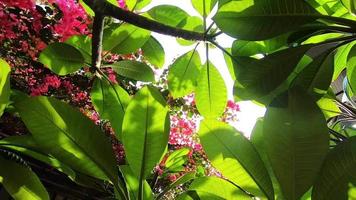 frangipani y árbol de flores de papel en verano o primavera video