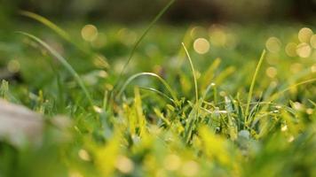 Champ d'herbe verte naturelle dans la lumière du soleil du matin pendant l'arrosage video