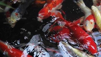 Group of Koi Fish Swimming in the Water