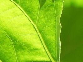 Cerca de la textura de la hoja verde foto