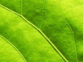 Close up of green leaf texture photo