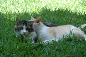 Cat with her husband on the grass, cat hugging cat photo