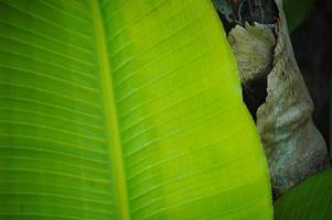 Close up of banana leaf photo