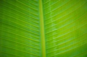 Close up of banana leaf