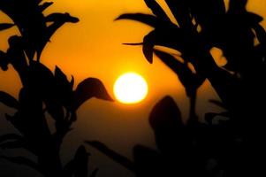 Sunset and tree leaves photo