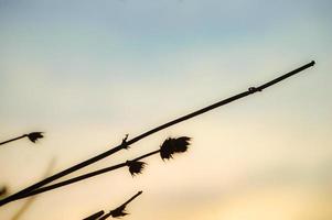 Beautiful weeds in the afternoon photo