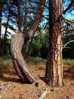 Forest Oddity - A Ponderosa scene west of La Pine, OR photo