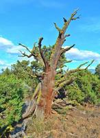 árbol de enebro en el alto desierto, cerca de Redmond, o foto