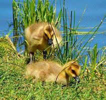 Birds of Gold - Two Canadian goslings on the shore at Walton Lake - northeast of Prineville, OR